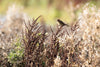 Reed Bunting - Art Prints