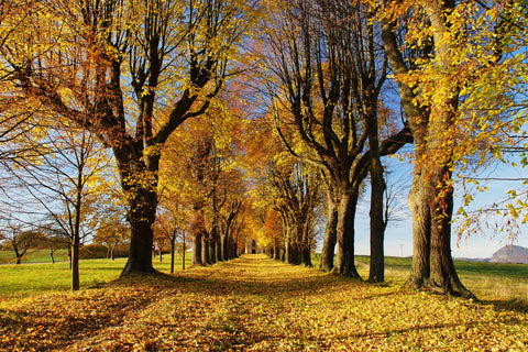 Serenade Rustling Leaves - Art Prints