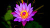 Purple Water Lily - Life Size Posters