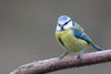 Blue Tit - Posters