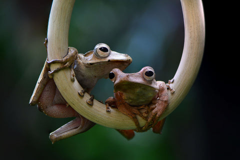 Double Frog - Framed Prints