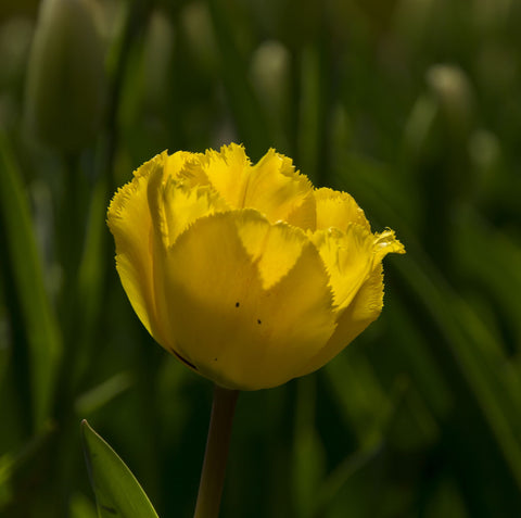 Yellow Tulip by Lizardofthewisard