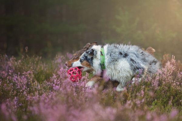 Dog Fun - Framed Prints