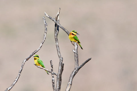 Blue-Cheeked Bee-Eater - Large Art Prints