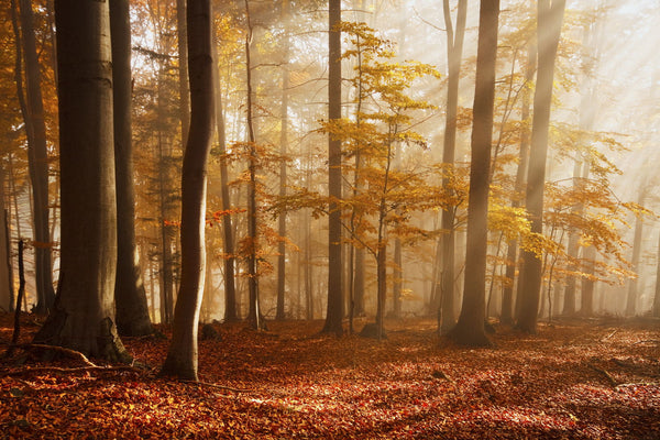 Beech Forest - Canvas Prints