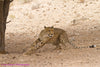 Cheetah - Framed Prints