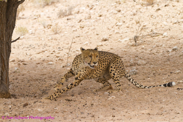 Cheetah - Canvas Prints