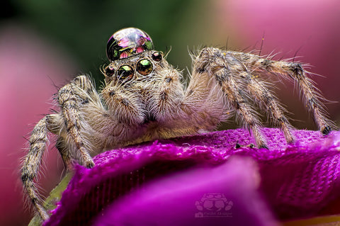 Jumping Spider Have A Flowers Drop On His Head ! - Framed Prints