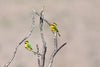 Blue-Cheeked Bee-Eater - Canvas Prints