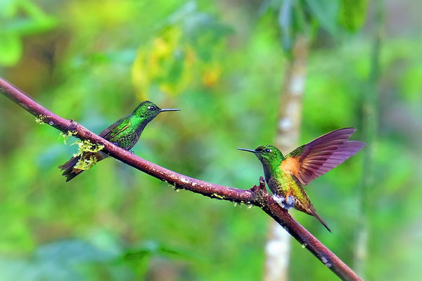 Hummingbirds - Canvas Prints