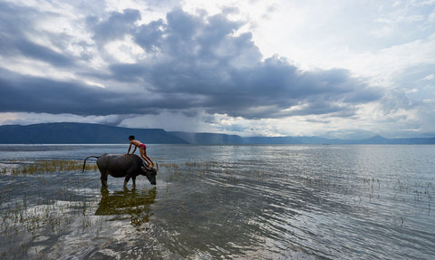 Water Buffalo Bathing - Canvas Prints by Charles Ooi