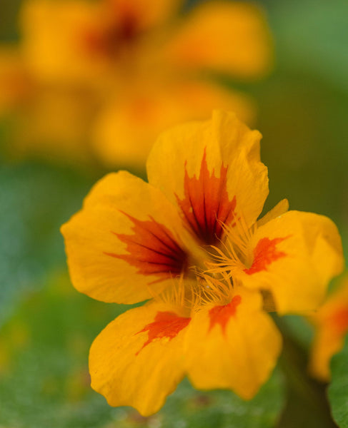 Orange World - Framed Prints