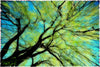 The Tree Canopy - Canvas Prints
