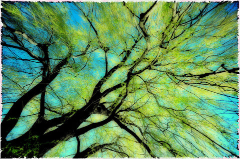 The Tree Canopy - Art Prints by Paulparent.Org