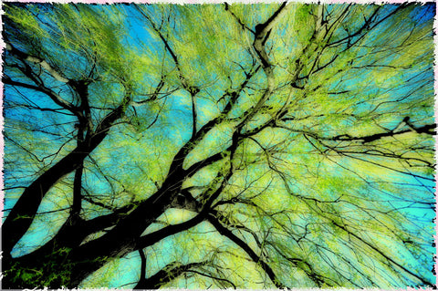 The Tree Canopy - Large Art Prints
