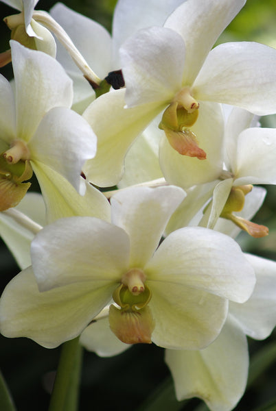 Vanda - Posters