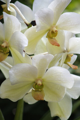 Vanda - Posters