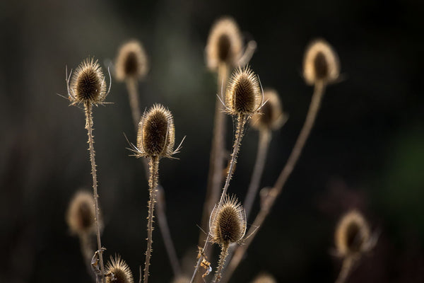 Winter Teasels - Canvas Prints