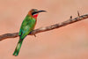 White-Fronted Bee-Eater - Framed Prints