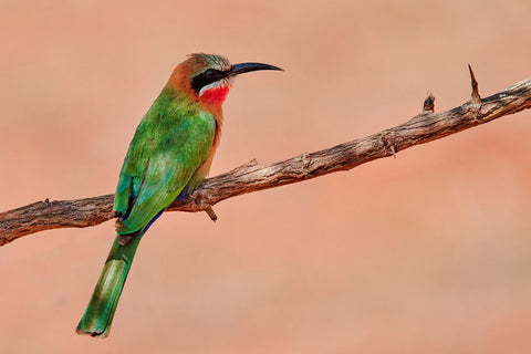 White-Fronted Bee-Eater - Canvas Prints by Miwwim