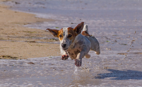 Jack Russell's Run - Canvas Prints