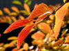Last Leaves - Large Art Prints