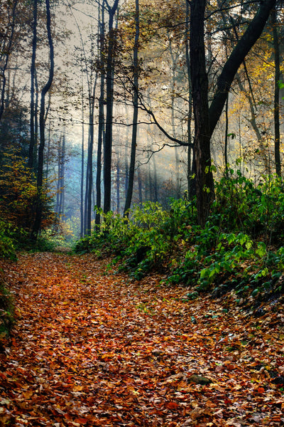 Forest Rays - Canvas Prints