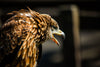Light And Feathers - Canvas Prints