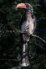 Crowned Hornbill - Life Size Posters