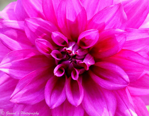 Dhalia Flower - Framed Prints