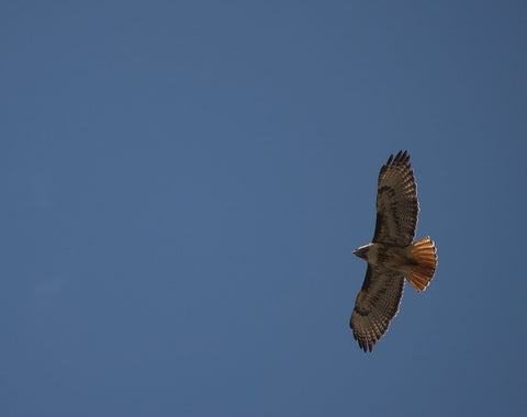 Red Tailed Hawk - Large Art Prints by Neal Lacroix