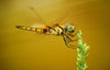 Small Dragonfly - Art Prints