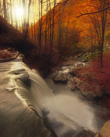 Golden Fall - Canvas Prints by Paolo Lazzarotti Photo