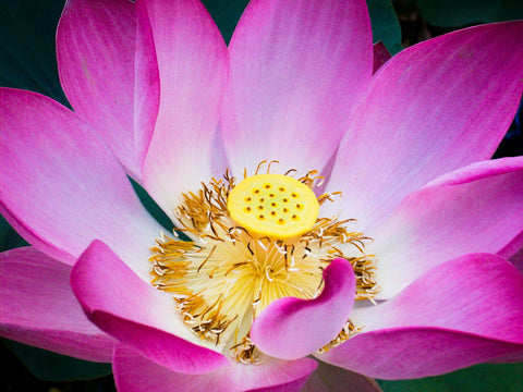 Lotus - Framed Prints by Ananthatejas Raghavan