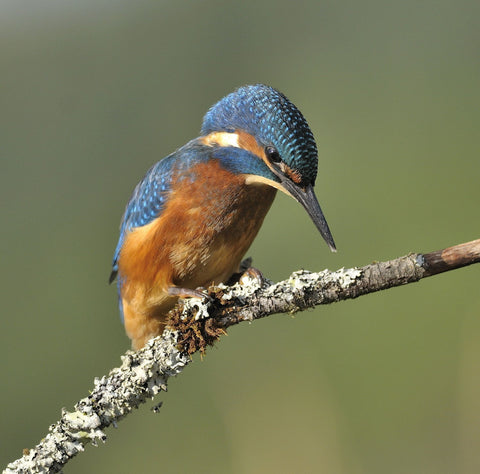 Kingfisher - Canvas Prints