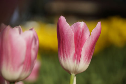 Pink Tulip - Canvas Prints by Lizardofthewisard