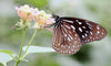 Dark Blue Tiger Butterlfy (Tirumala Septentrionis) - Canvas Prints