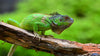 Green Iguana - Art Prints