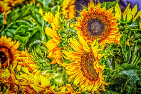 Sun Flowers - Framed Prints by Marcel Vintan