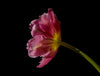 Pink Tulip-Ii - Canvas Prints