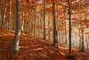 Primeval Forest - Large Art Prints