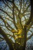 Gilded With Gold Leaf - Canvas Prints