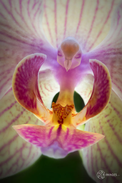 Mystic Bird - Art Prints