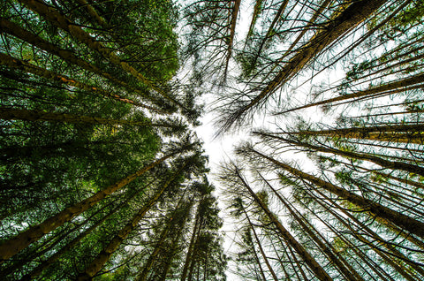 Pine Trees Perspective by Stuart Adams