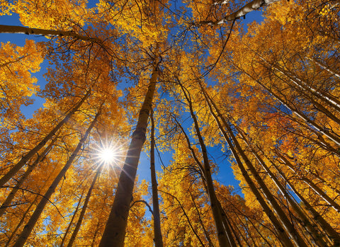 Falling Gold - Framed Prints by Srivats Ravichandran Photos