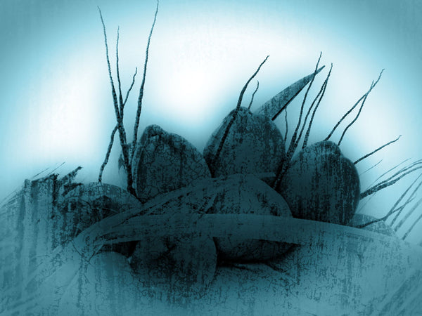 Blue Coconuts - Life Size Posters