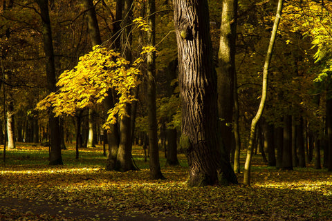 Oak Forest by Gabriele Fabrizio Sbalbi