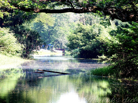 Tranquility Of Nature by Mainak Adak