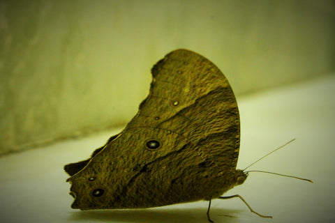 Moth by Ananthatejas Raghavan