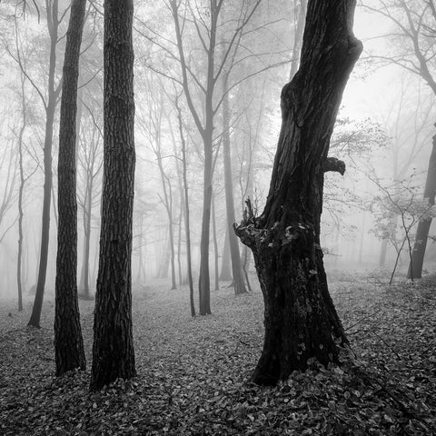 Dark Forest by Ivan Spirko
